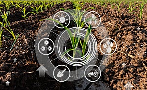 Maize seedling in cultivated agricultural field with graphic concepts modern agricultural technology