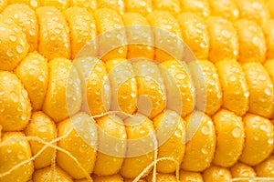 Maize seeds in corn cob covered with small water drops. Macro shot
