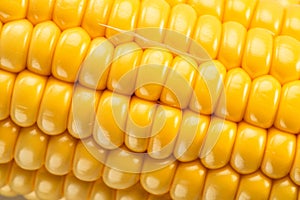 Maize seeds in corn cob. Macro shot