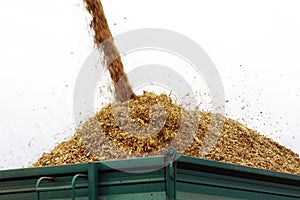 Maize silage from combine harvester to trailer photo