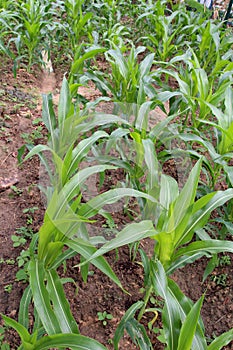 Maize - A small green garden of small baby corn plant