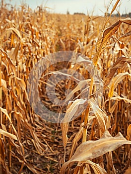 Maize stalks sway with elasticity under the touch of a renaissance painters gentle breeze photo