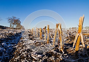 Maize stubbles in winter