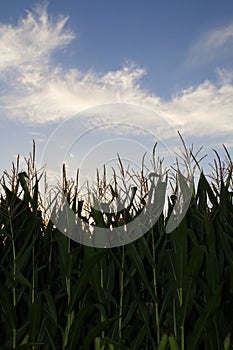 Maize, sweet corn, corn field, in sundown