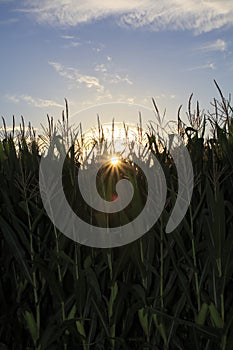Maize, sweet corn, corn field, in sundown