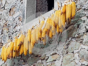 Maize, sweetcorn cobs hanging to dry in the sun.