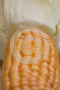 Maize (Zea mays) close-up