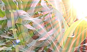 Maize zea mays sun rays  design photo background