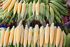 Maizes at bazaar