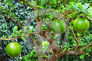 Maja (aegle marmelos) fruit on the tree.