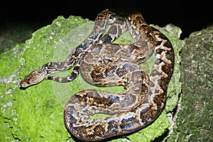 Maja de Santamaria snake on the forest of Giron photo
