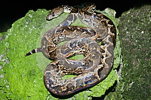 Maja de Santamaria snake on the forest of Giron photo