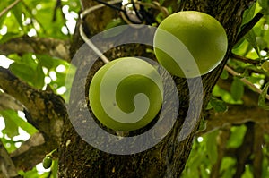 Maja fruit (Aegle marmelos), Japanese bitter orange hanging on its tree