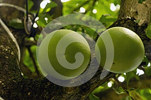 Maja fruit (Aegle marmelos), Japanese bitter orange hanging on its tree