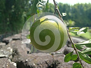 Maja Fruit on the Candi, Buah Maja di Candi