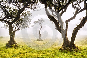 Alberi nascosto nebbia foresta 