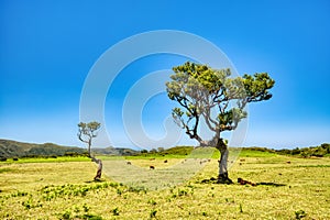 Majectic Trees During Sunset in the Fanal Forest, Madeira