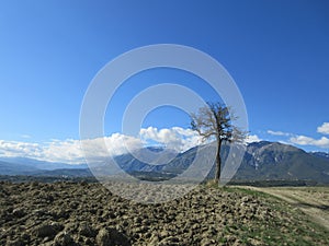 Majella and tree