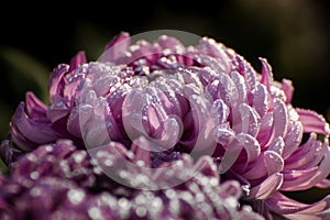 Majenta Dahlia flower petals with dew drops on them. Dahlia is bushy, tuberous, herbaceous perennial plants, Asteraceae family of