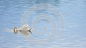 Majestic adult swan swim on smooth water level with reflections and sparkles