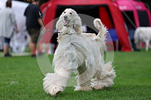 Majestic afghan hound portrait of a dog show champion