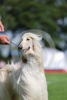 Majestic afghan hound portrait of a dog show champion