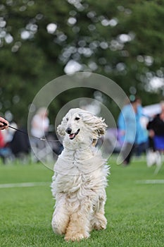 Majestic afghan hound portrait of a dog show champion