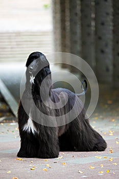 Majestic afghan hound portrait of a dog show champion