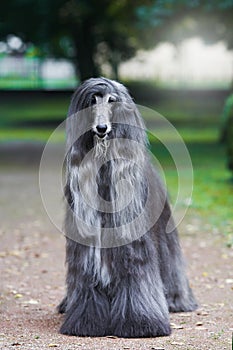 Majestic afghan hound portrait of a dog show champion