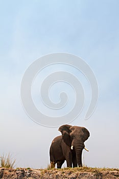 Majestic African Elephant