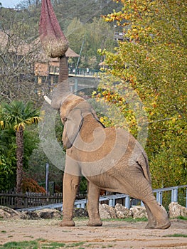 Majestic African elephant reaching its trunk up to grasp lush foliage to snack on
