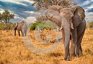 Majestic African elephants in Botswana