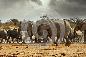 Majestic african elephants, Etosha, Namibia