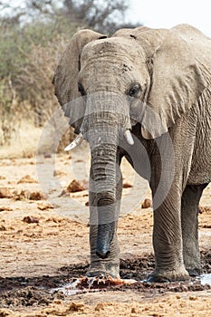 Majestic african elephants, Etosha, Namibia