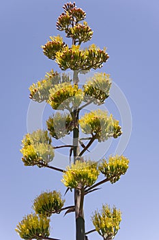 Majestic Agave Plant
