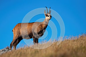 Majestic alpine chamois standing on top a hill and looking around