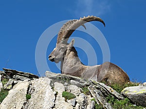 Majestic alpine ibex