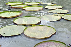 Majestic amazon lily