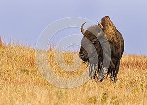 Majestic American Buffalo Bison bison in South Dakota