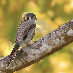 Majestic American Kestrel: Perched in Caribbean Forest