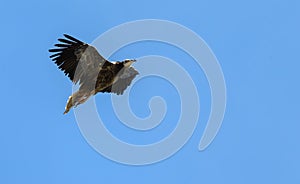 Majestic Andean condor (Vultur gryphus) soaring through the sky