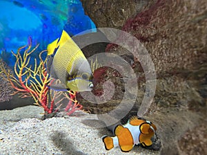 Majestic angelfish chase the clown fish, clown fish hide under the reef.