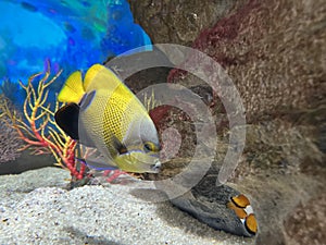 Majestic angelfish chase the clown fish hide under the reef.