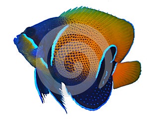 Majestic Angelfish Isolated