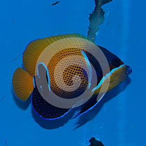 Majestic Angelfish Pomacanthus navarchus