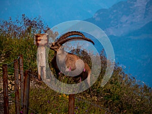 majestic animal salt lick alpine capricorn Steinbock Capra ibex the swiss alps brienzer rothorn