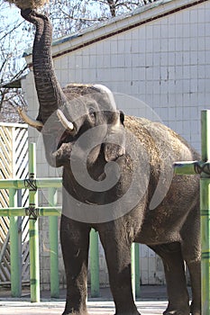 A majestic Asian elephant on a walk at the zoo.