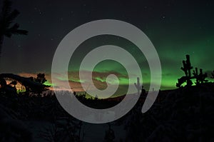 Majestic aurora borealis dancing on night sky over spruce trees and field
