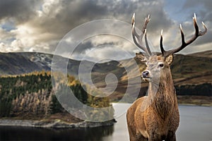 Majestic Autumn Fall landscape of Hawes Water with red deer stag Cervus Elpahus in foreground