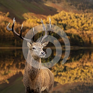 Majestic Autumn Fall landscape of red deer stag Cervus Elaphus in foreground of vibrant forest and lake in background